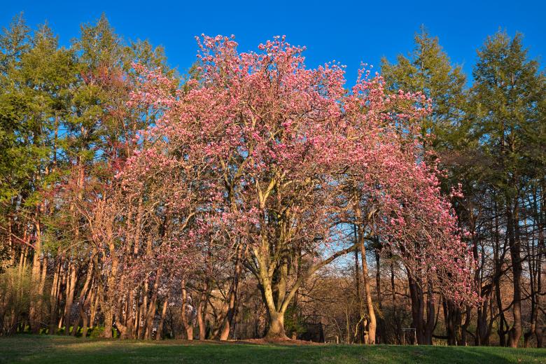 Free stock image of Sunset Magnolia Tree - HDR created by Nicolas Raymond