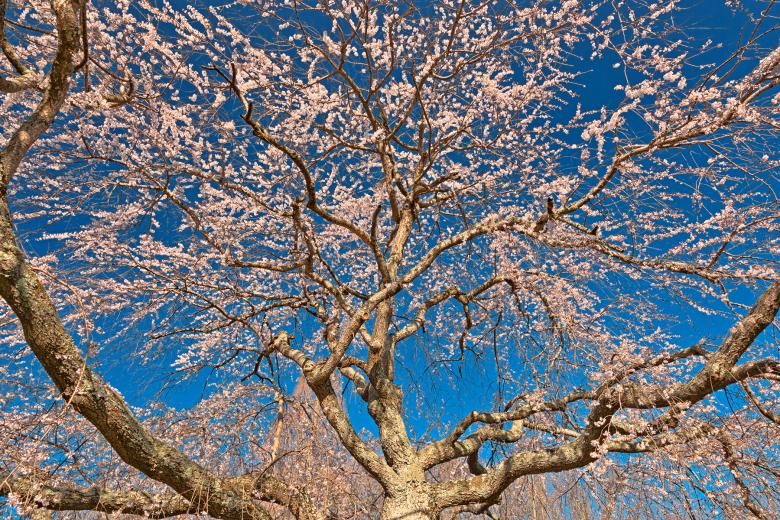 Free stock image of Cherry Blossom Tree Close-up - HDR created by Nicolas Raymond