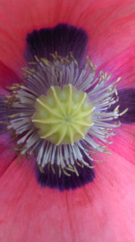 Free stock image of Poppy stamen and anthers created by Phyllis Nsiah