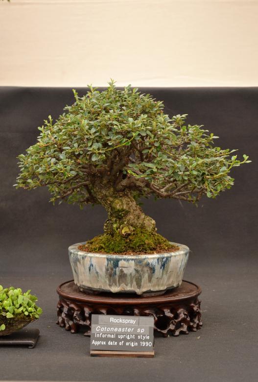 Free stock image of Rockspray bonsai tree created by Tomas Adomaitis