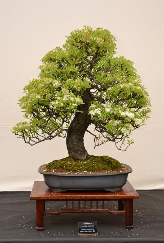 Free stock image of Firethorn bonsai created by Tomas Adomaitis