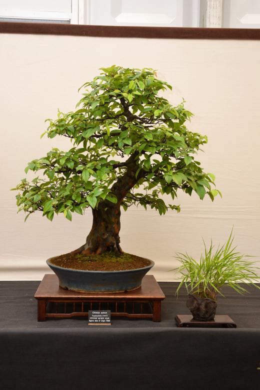 Free stock image of Chinese quince bonsai created by Tomas Adomaitis