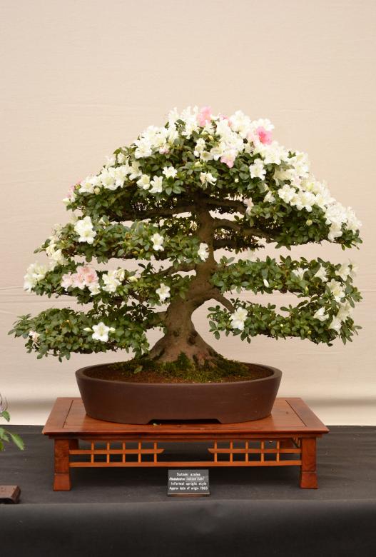 Free stock image of Satsuki azalea bonsai created by Tomas Adomaitis