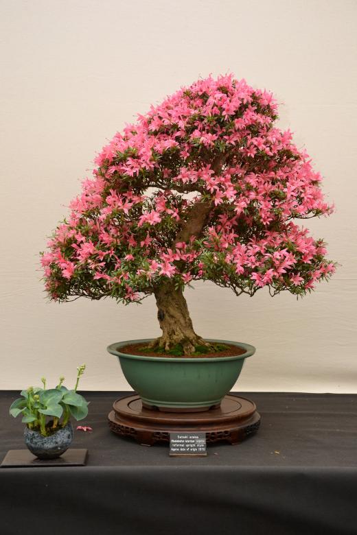 Free stock image of Satsuki azalea bonsai created by Tomas Adomaitis