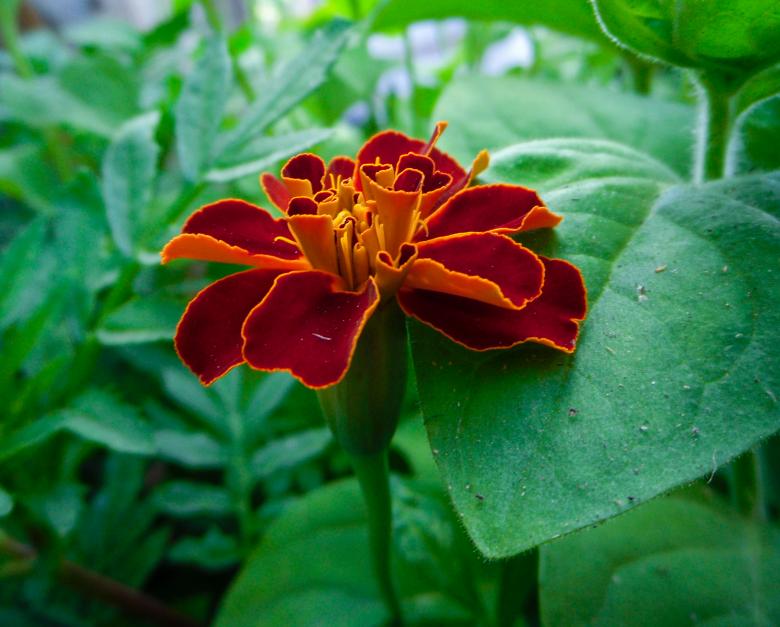 Free stock image of Fresh Flower created by Артём