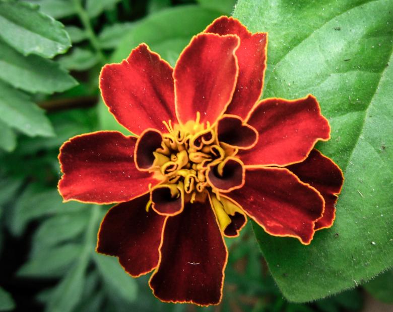 Free stock image of Blooming Flower created by Артём