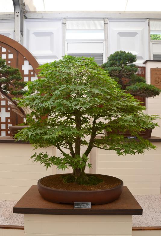 Free stock image of Japanese mountain maple bonsai created by Tomas Adomaitis