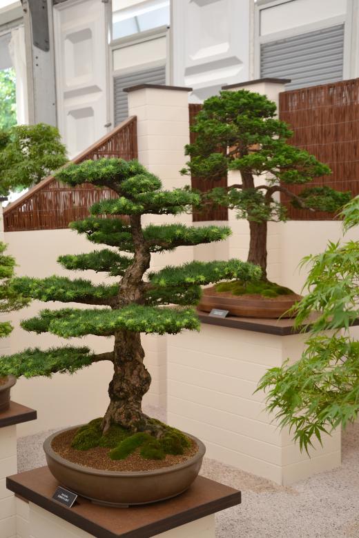 Free stock image of Bonsai display created by Tomas Adomaitis