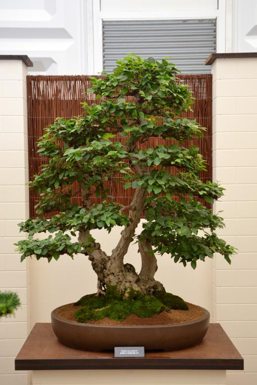Free stock image of Korean hornbeam bonsai created by Tomas Adomaitis