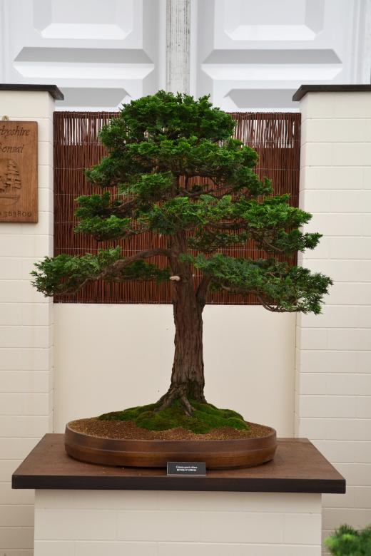 Free stock image of Hinoki cypress bonsai created by Tomas Adomaitis