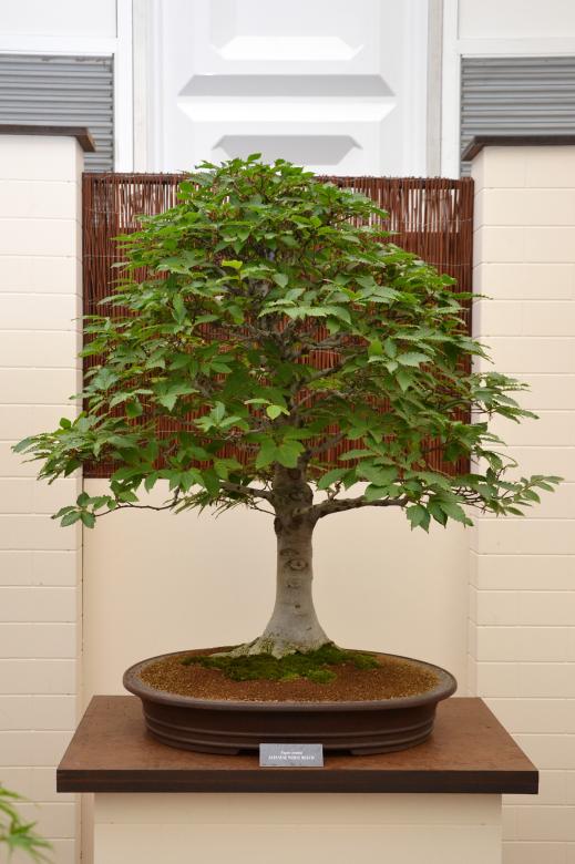 Free stock image of Japanese white beech bonsai created by Tomas Adomaitis