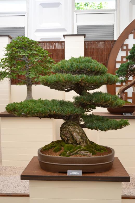 Free stock image of Japanese white pine bonsai created by Tomas Adomaitis