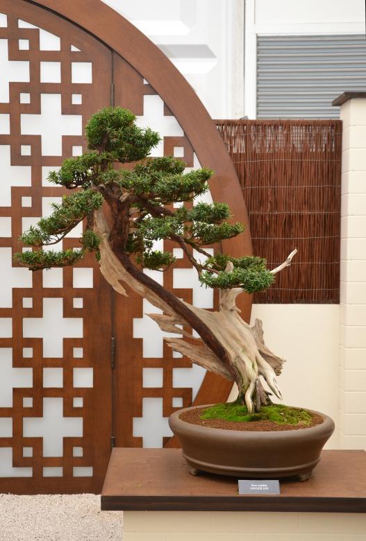 Free stock image of Japanese yew bonsai created by Tomas Adomaitis