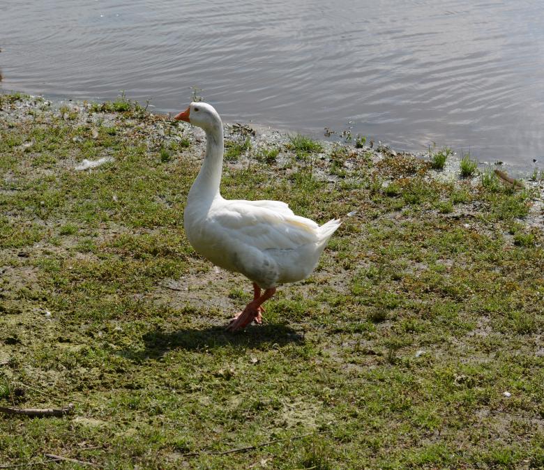 Free stock image of White Goose created by Vincent alvino