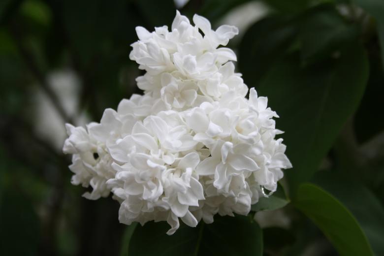 Free stock image of Lilac flower created by Kala Manó