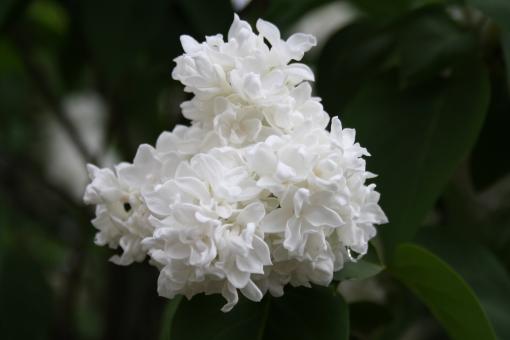 Lilac flower - Free Stock Photo