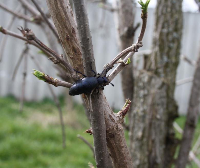 Free stock image of Meloidae created by Kala Manó