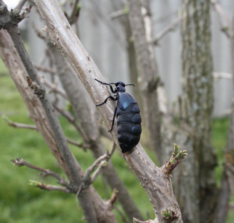 Free stock image of Meloidae created by Kala Manó