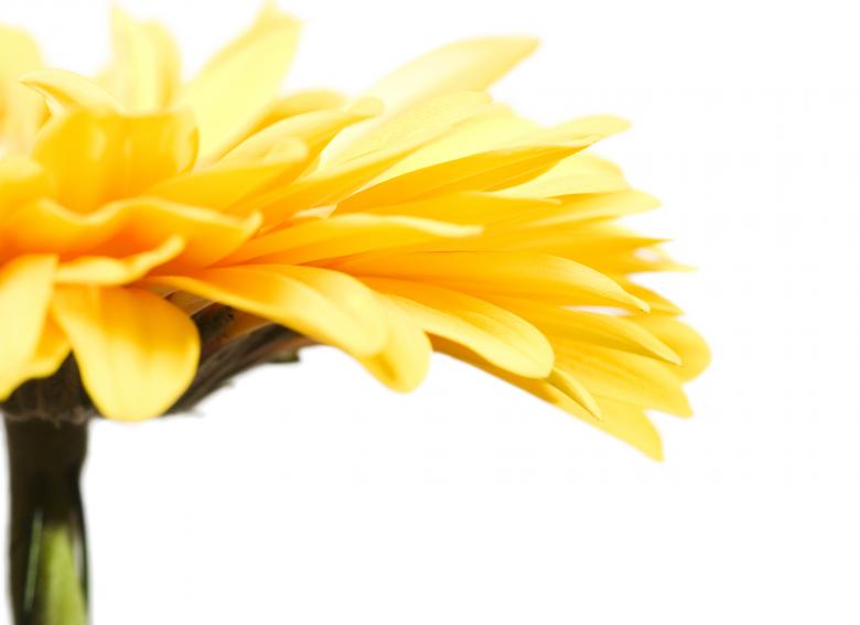 Free stock image of Gerbera flower created by 2happy