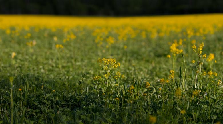 Free stock image of field created by skydie