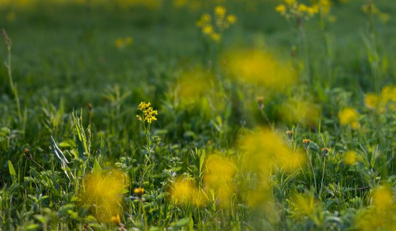 Free stock image of field created by skydie
