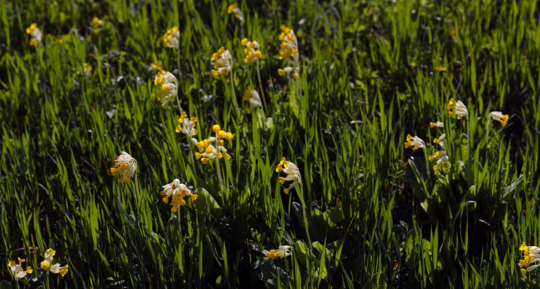 Free stock image of field created by skydie