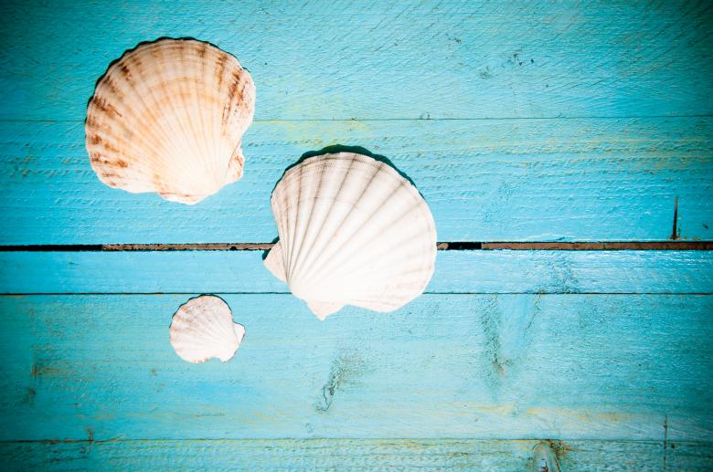 Free stock image of Shells on blue wooden planks created by Luka