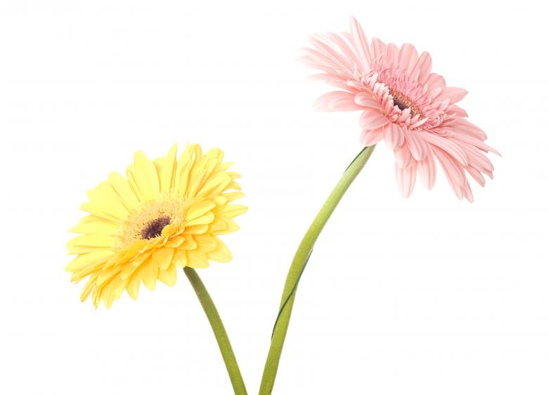 Free stock image of Gerbera created by 2happy