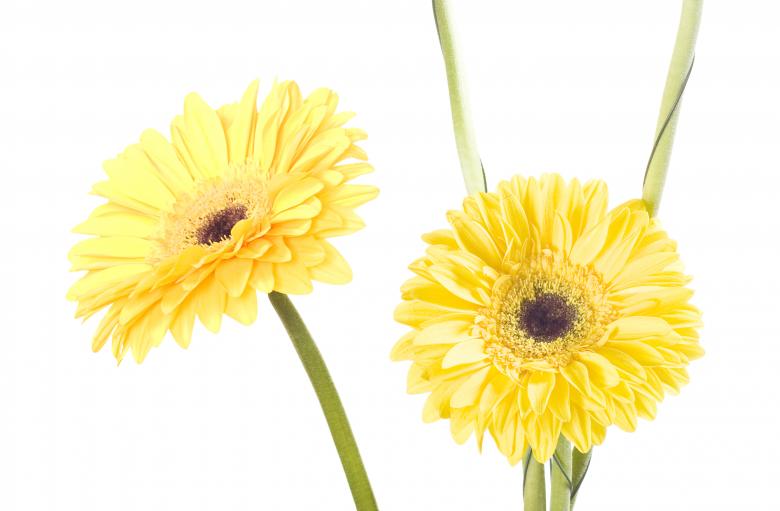 Free stock image of Gerbera created by 2happy