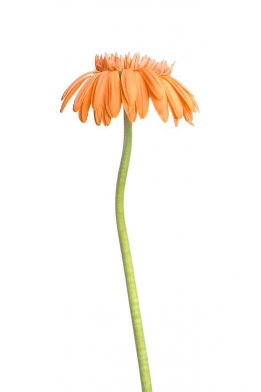 Free stock image of Gerbera  created by 2happy
