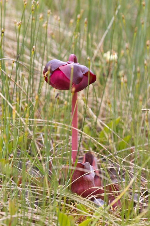 Free stock image of Pitcher Plant created by Geoffrey Whiteway