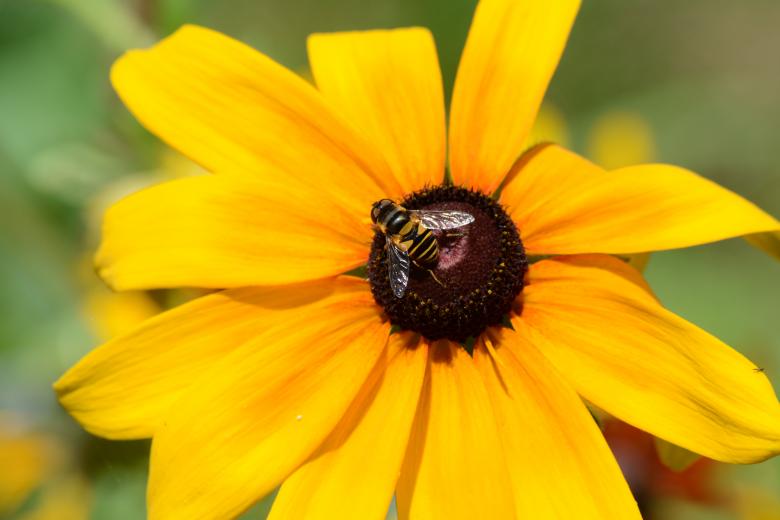 Free stock image of Bee Spreading Pollen On Flower created by Vincent alvino
