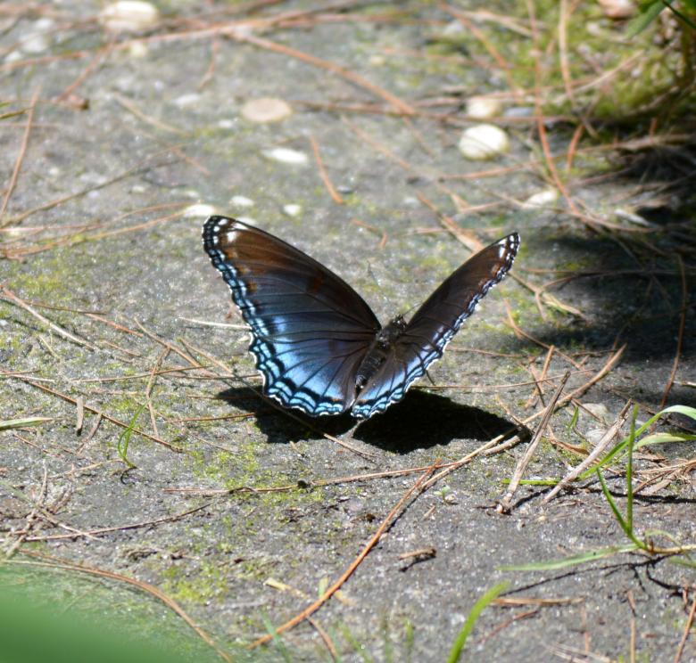 Free stock image of Colorful Butterfly created by Vincent alvino