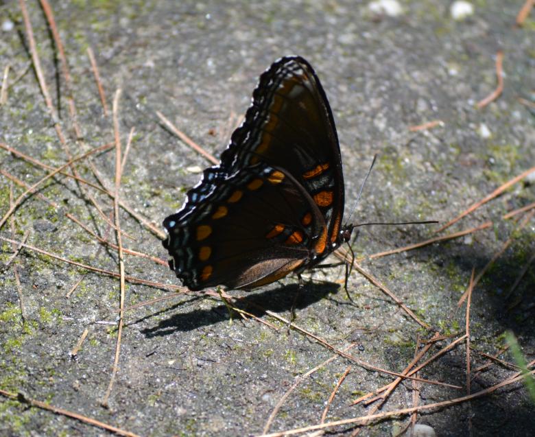 Free stock image of Colorful Butterfly created by Vincent alvino