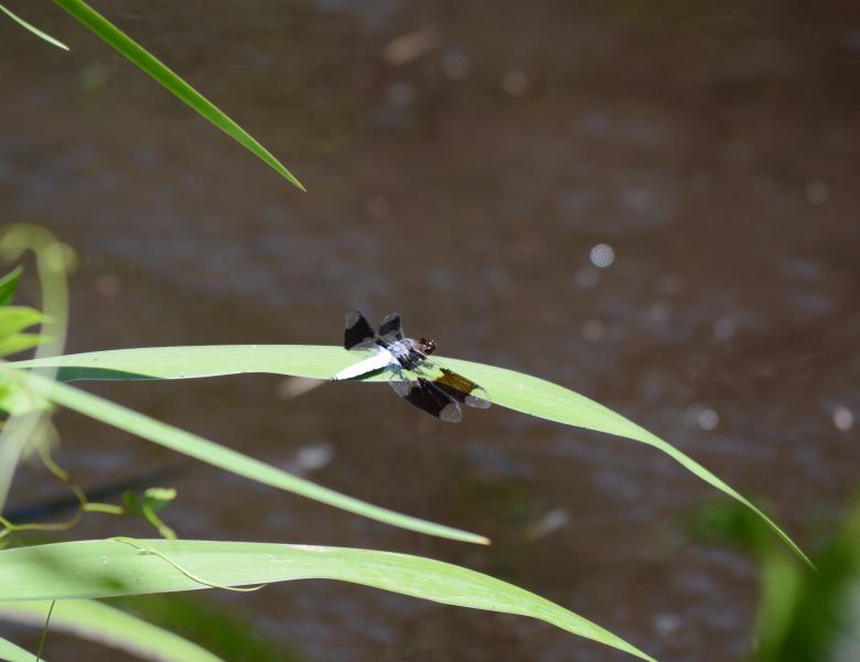Free stock image of Dragon Fly created by Vincent alvino