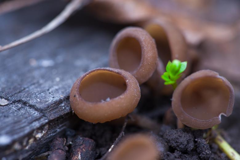 Free stock image of Mushrooms created by 2happy
