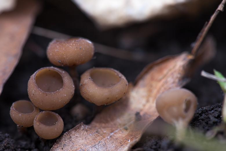 Free stock image of Mushrooms created by 2happy