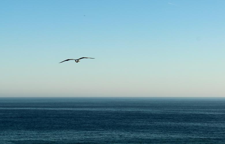 Free stock image of Seagull flying in the horizon created by Jack Moreh