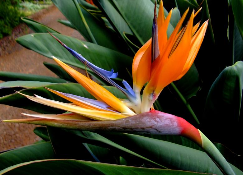 Free stock image of Strelitzia reginae flowers created by Jack Moreh