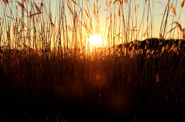 Free stock image of Sunset through grass created by Jack Moreh