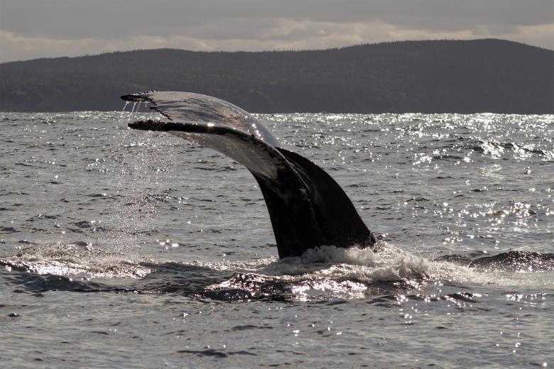 Free stock image of Whale tail created by Geoffrey Whiteway