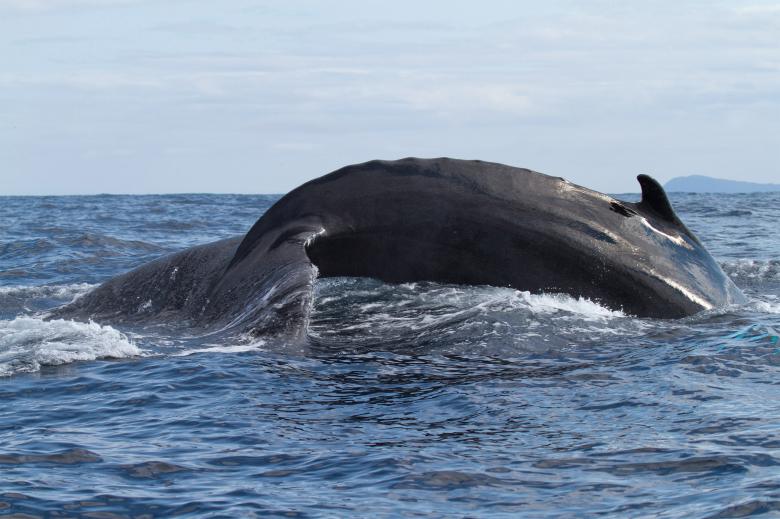 Free stock image of Whale tail created by Geoffrey Whiteway