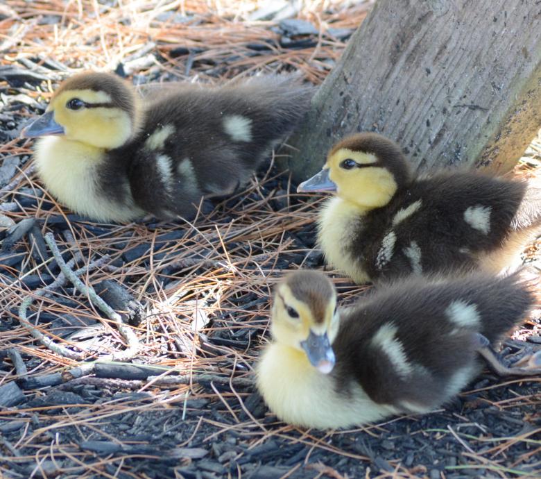 Free stock image of Ducklings created by Vincent alvino