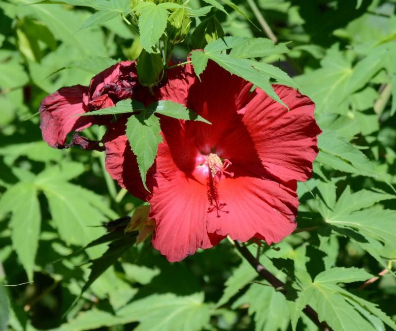 Free stock image of Red Plant created by Vincent alvino