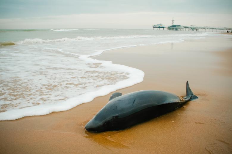 Free stock image of Small Beached whale dolphin created by Luka