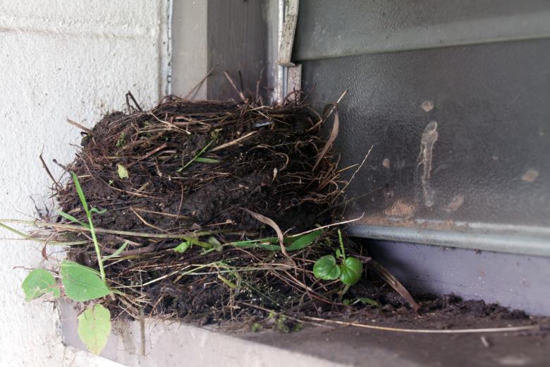 Free stock image of Nest created by Geoffrey Whiteway