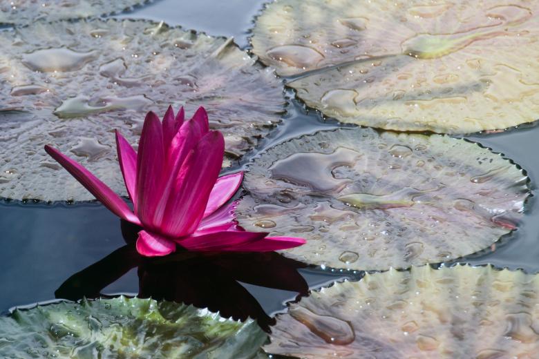 Free stock image of Water lilly created by Geoffrey Whiteway