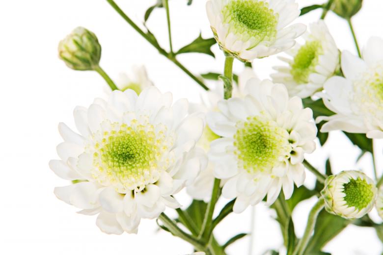 Free stock image of flowers created by 2happy