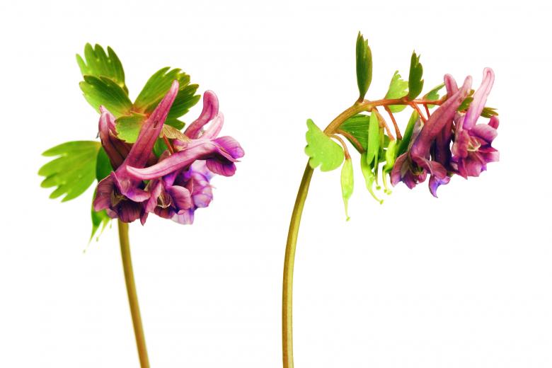 Free stock image of flowers created by 2happy