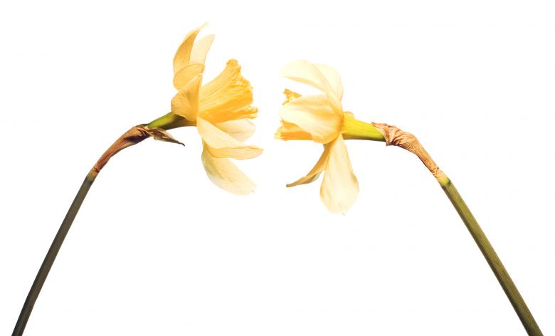 Free stock image of flowers created by 2happy